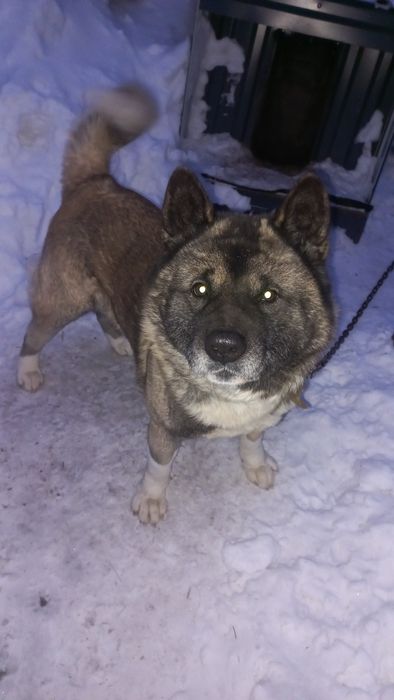 Вязка американская акита.