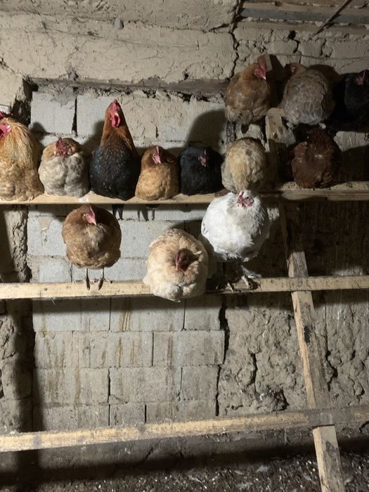 Продам домашних кур