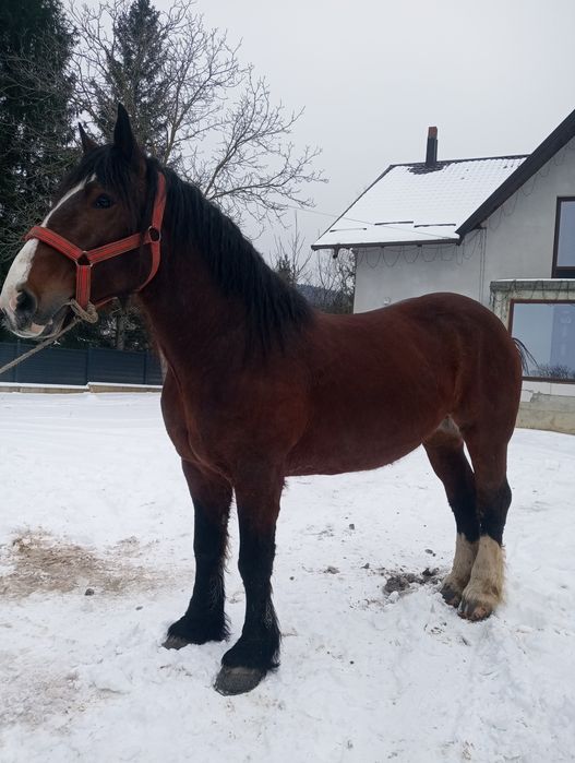 Vând iapa de 6 ani!