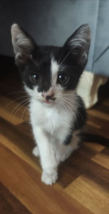 Котенок отдам В ДОБРЫЕ РУКИ.