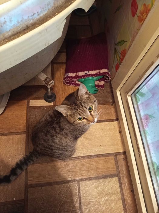 Найдена, ищет хозяев !