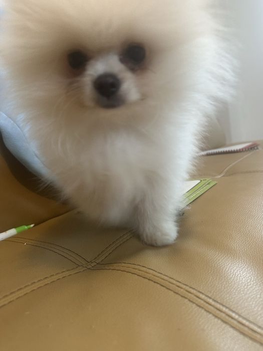 Pomeraniam mini toy