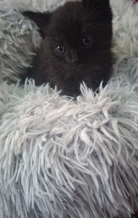 Котята лапочки..
