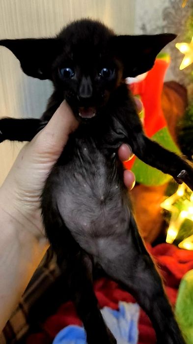 Ориентальные МАЛЫШИ на ВЕСНУ