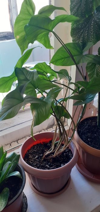 Комнатные цветы от 1500 тг