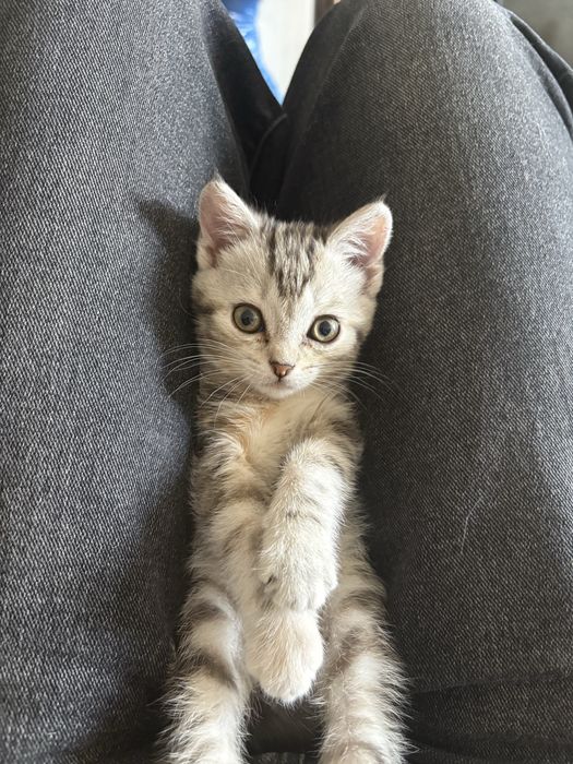 Котенок