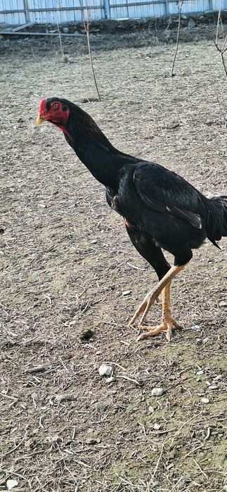 Jujalar maydi oxirida chiqqan hamma joyi sog 600000 mingdan