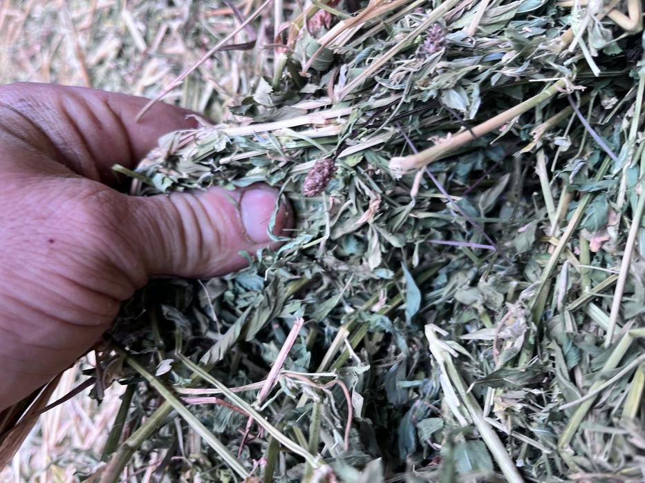 Baloti fan sau lucerna rotunzi min.40.drept 500.Transp.TIR inclus Ro.