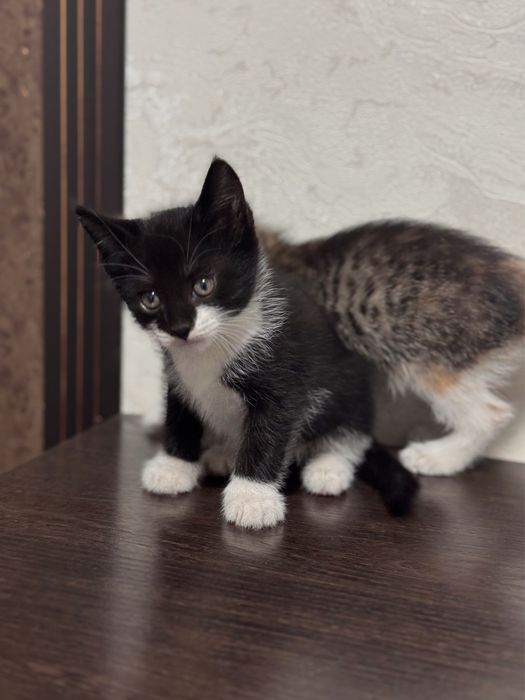 Домашний котенок в добрые руки , мальчик