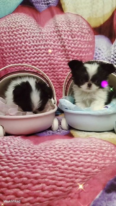 Щенки японского хина