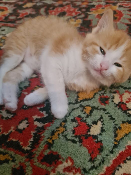 Красивые котята!