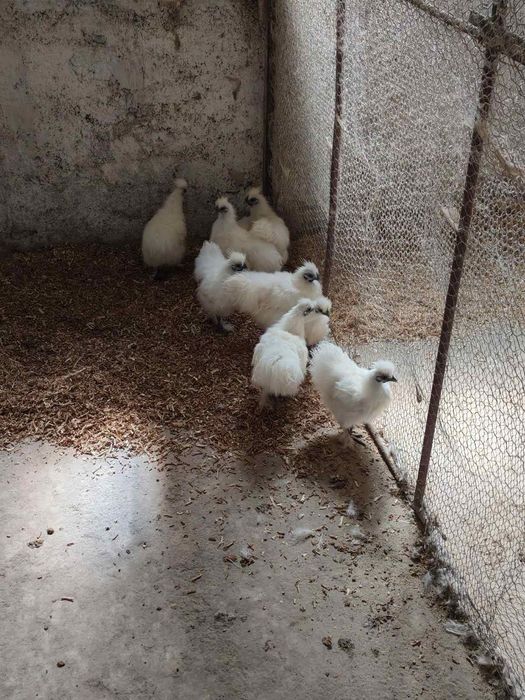 Продавам Копринки