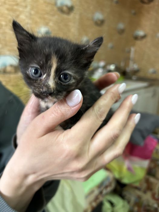Котята 3 месяца