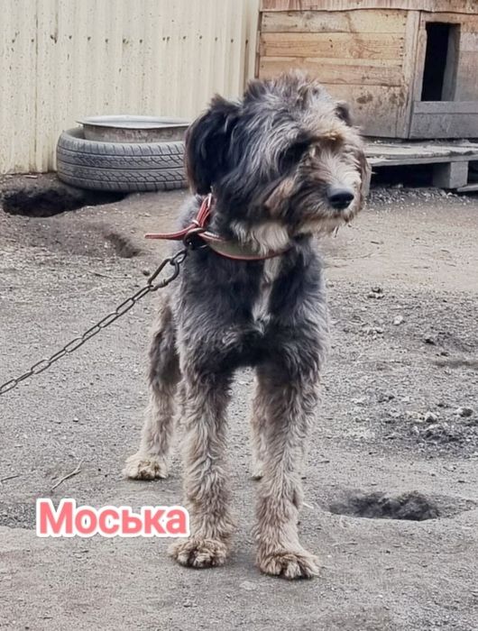 Дарю в добрые и ответственные руки