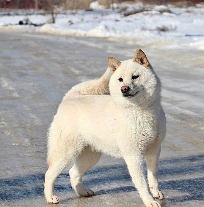 Девочка породы Сиба Ину