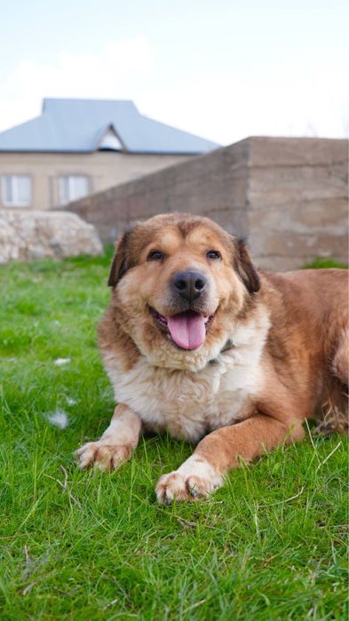 Хлоя. Ищет семью . В добрые руки