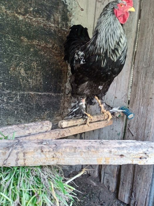 Петухи кара шахзода брама