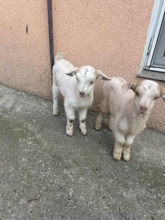 Vand 2 femele în vărstă de 1 luna