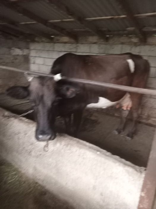 Продам срочно корову