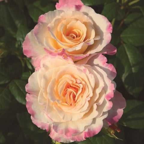 Butas (Răsad) de Trandafir  soi Ascot - rosu, Mauritia - roz, , Lampion-galben, Aqurell - roz galben, pt plantat