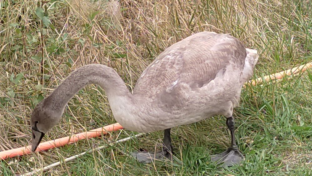 Продается птица: Лебеди