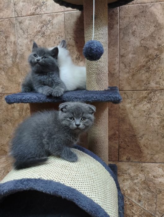 Британски котета