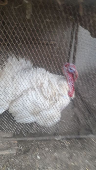 Kurka tezda sotiladi