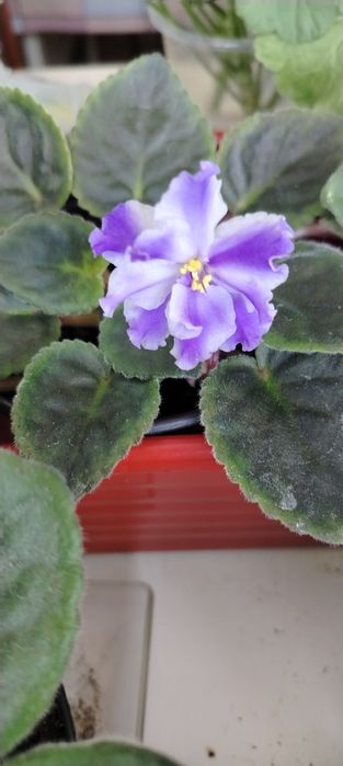 Продам сортовые цветущие фиалки