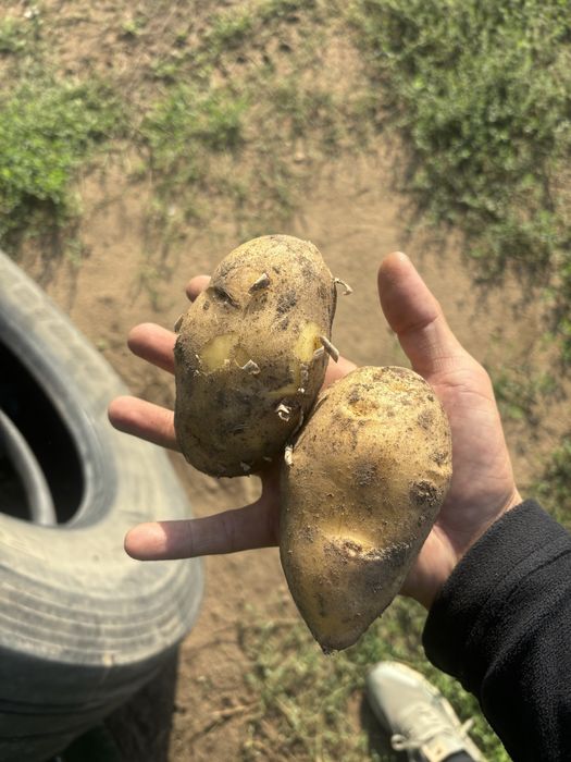 Картофель гала пойдет на храние