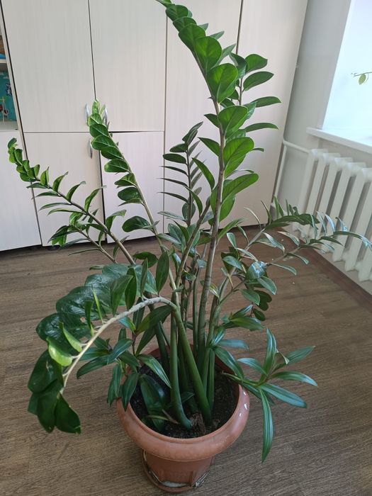 Цветы каждый стоит 50000 тг