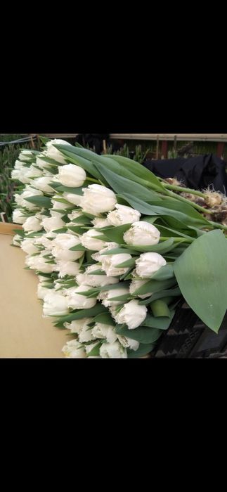 Тюльпаны разных сортов оптом и розницу