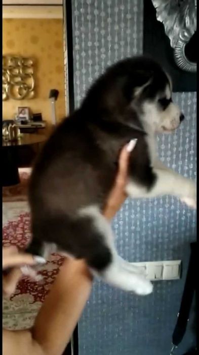Красавец хаски 40 дней
