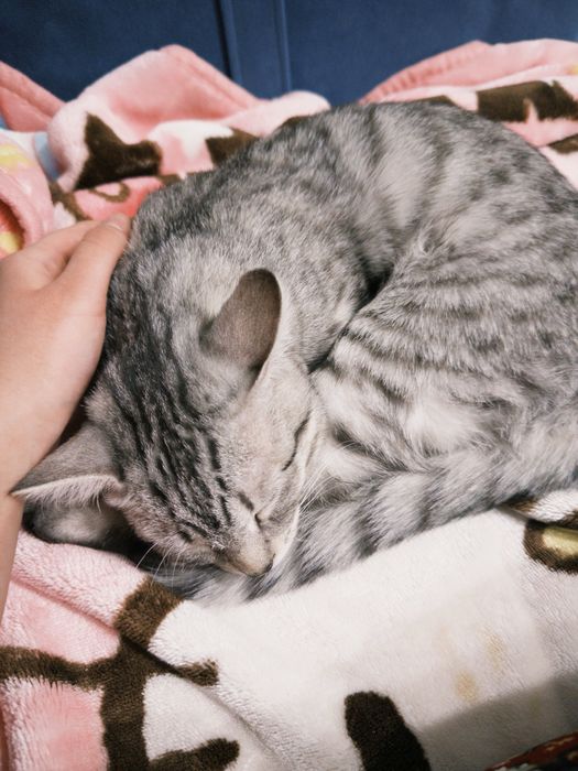 Котенок 4 месяца