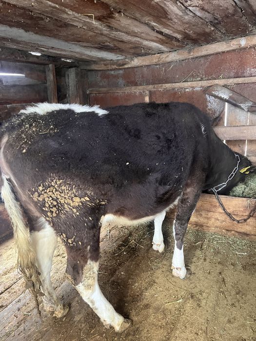 Продам тёлку на откорме