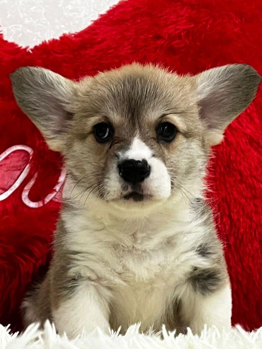 Щеночки вельш корги