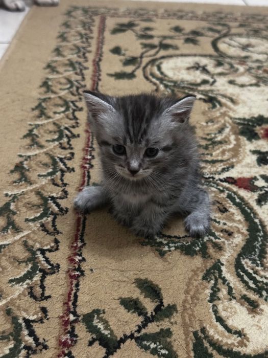 Отдам котят в добрые руки
