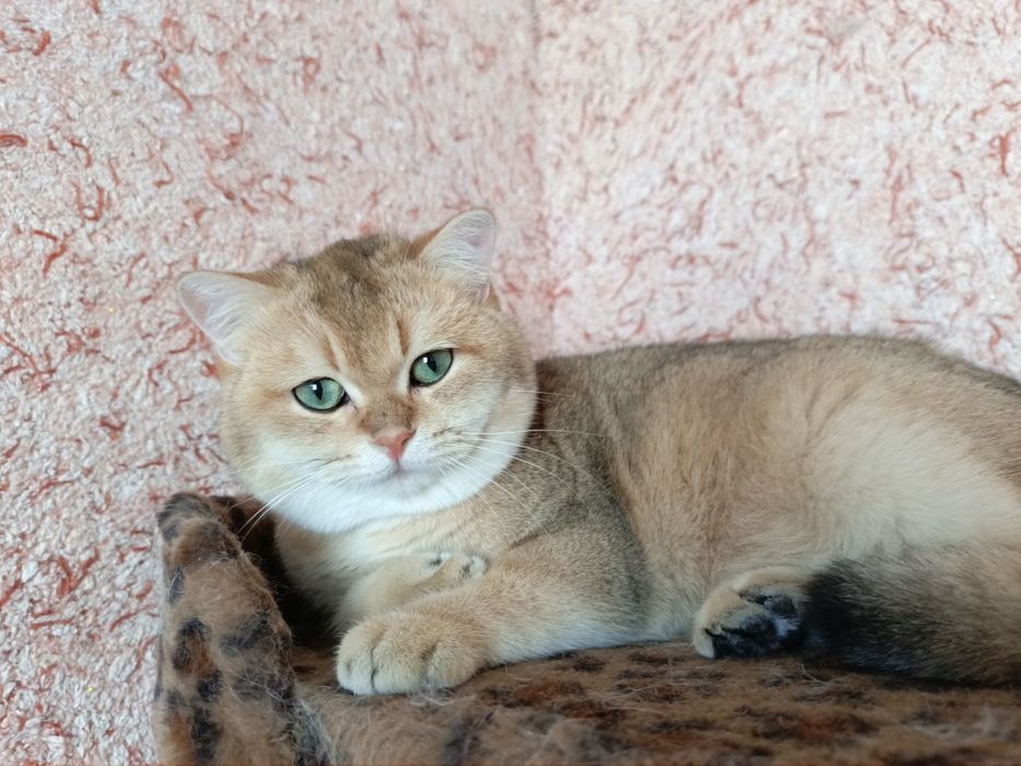 Zalatoy shinshilla oʻgʻil sotuvda