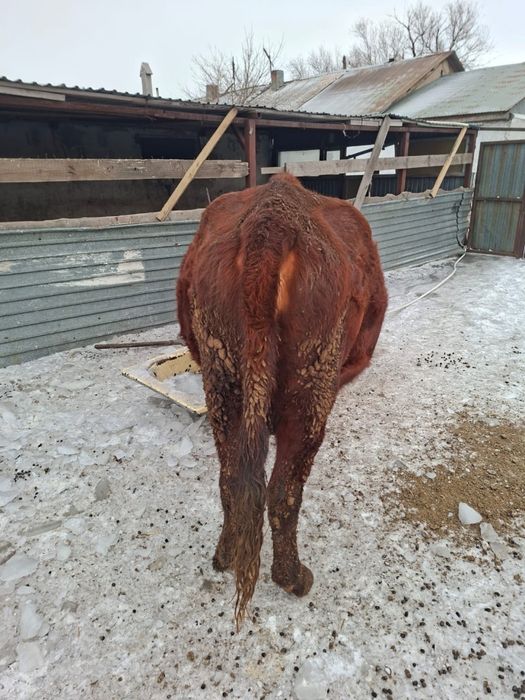 Продаю карову на открме