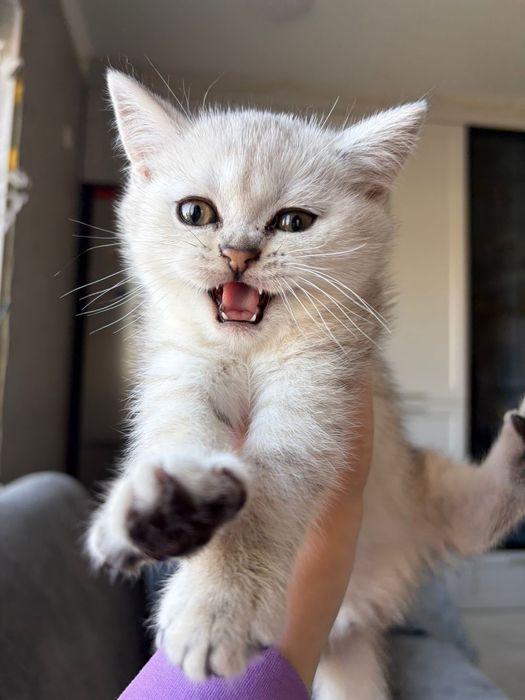 Котята Британские