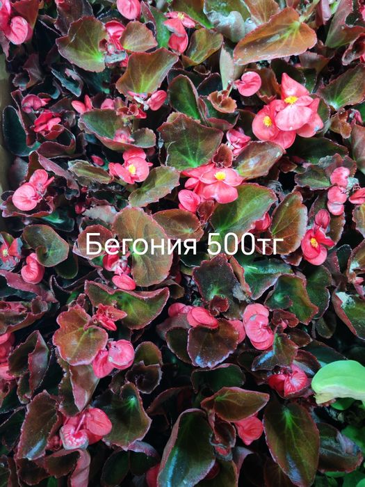Продам цветы, комнатные и садовые.