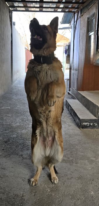 Немка. Вязка. Срочно!!!