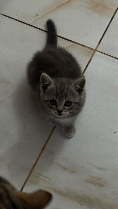 Котята мальчики и девочки 1000 тг