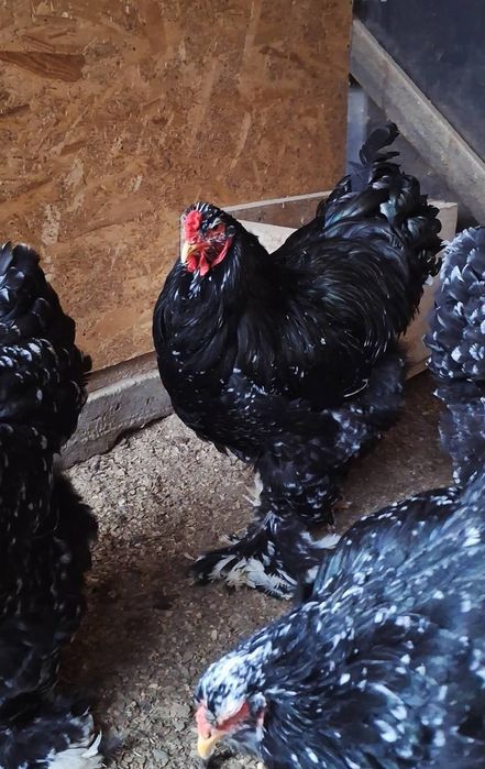 Familie Brahma bobat