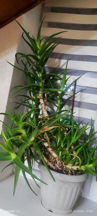 Алоэ вера лечебные