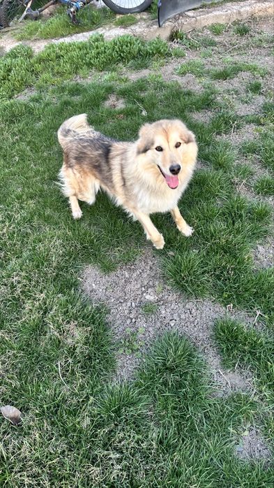 Собачка в хорошие руки (девочка)