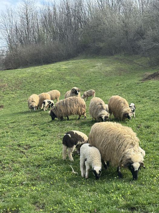Vand oi breze sau schimb cu vitei