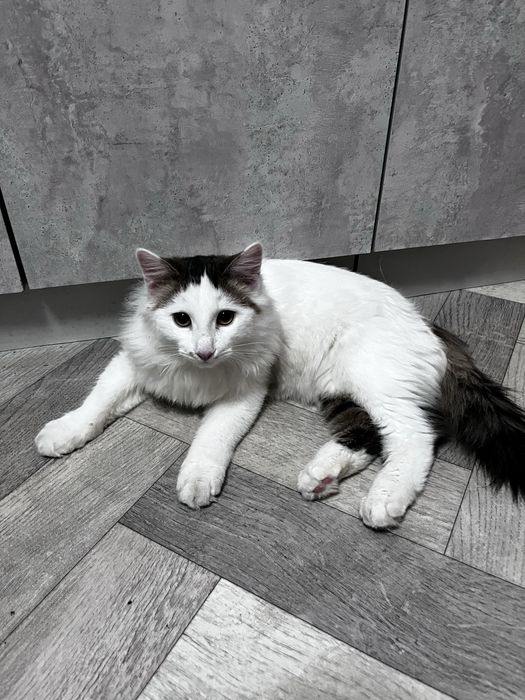 Отдам котенка бесплатно