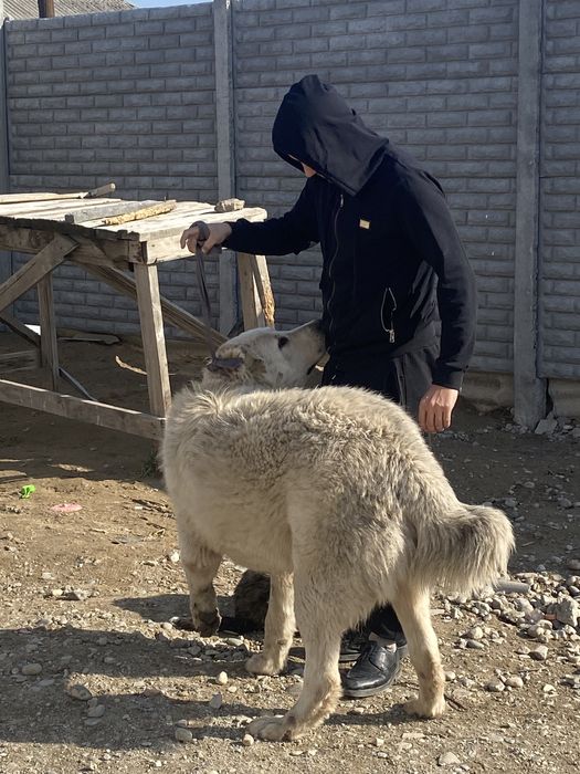 Супертяж 10 ай