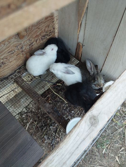 Продам кроликов домашних