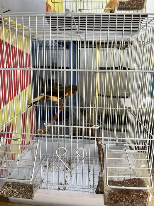 Конорейки поющие